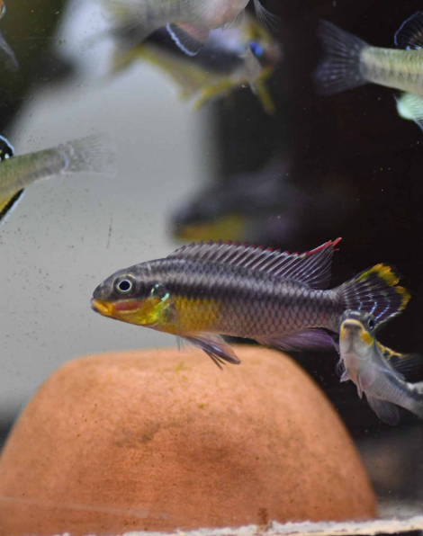 Pelvicachromis taeniatus 'Lobe'