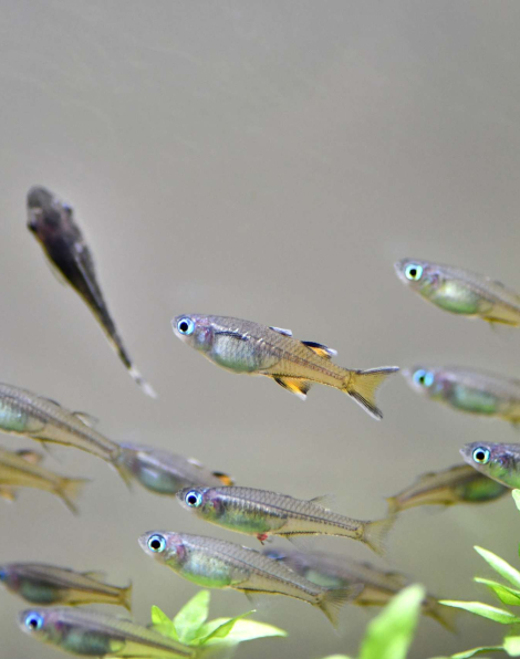 Pseudomugil signifer