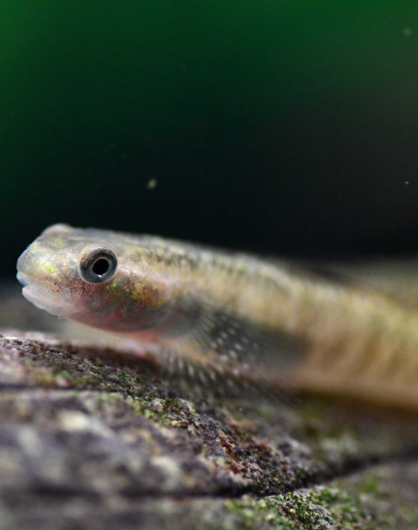 Palauan Goby (Stiphodon pelewensis)