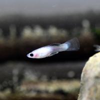 Endler Guppy Blue Panda (Poecilia wingei)