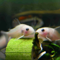 Corydoras panda gold