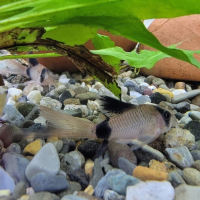 Corydoras panda longfin