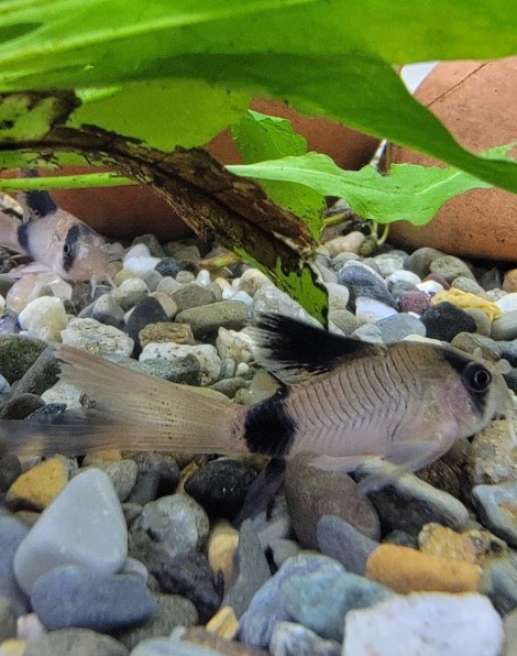 Corydoras panda longfin