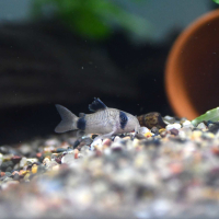 Corydoras panda