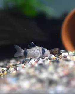 Corydoras panda
