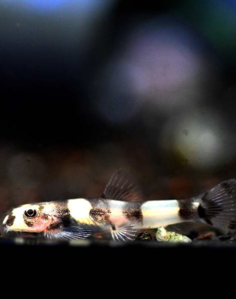 Panda Loach (Yaoshania pachychilus) - very small