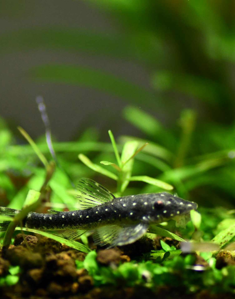 Parotocinclus haroldoi