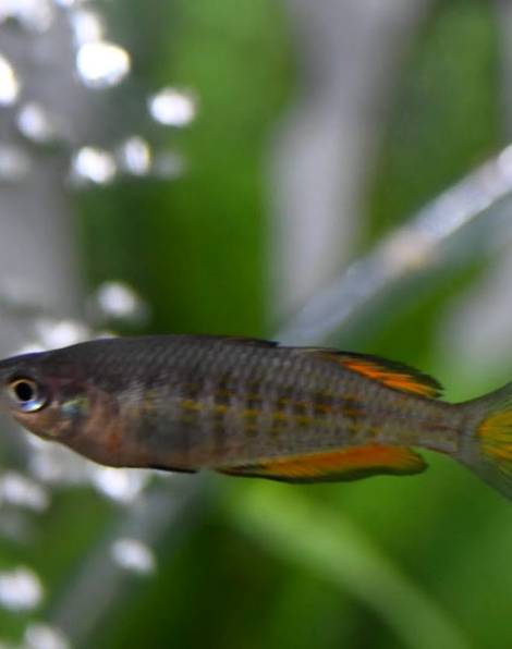 Parkinson's Rainbowfish (Melanoteania parkinsoni)