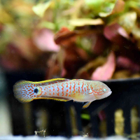 Peacock Goby (Tateurndina ocellicauda)