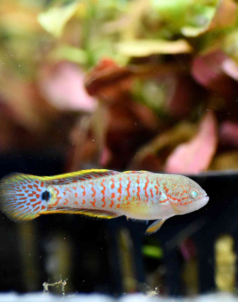 Peacock Goby (Tateurndina ocellicauda)
