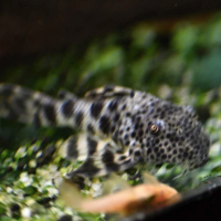 Peckoltia erenaria (L008)