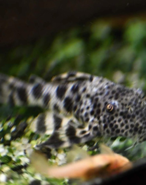 Peckoltia erenaria (L008)