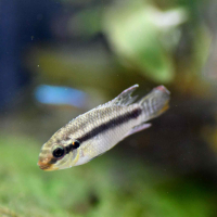 Ocellated Kribensis (Pelvicachromis subocelatus matadi)