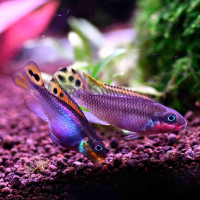 Nigerian Red Krib (Pelvicachromis taeniatus Nigerian Red)