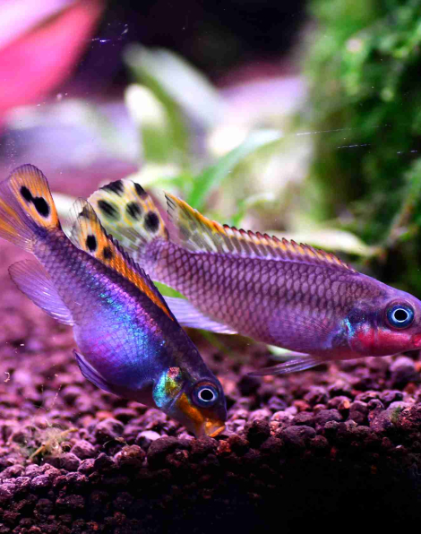Nigerian Red Krib (Pelvicachromis taeniatus Nigerian Red)