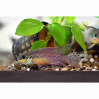 Pelvicachromis taeniatus 'Kienke'