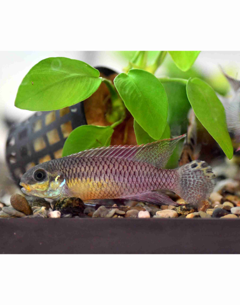 Pelvicachromis taeniatus 'Kienke'