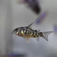 Corydoras paleatus (Peppered Cory)