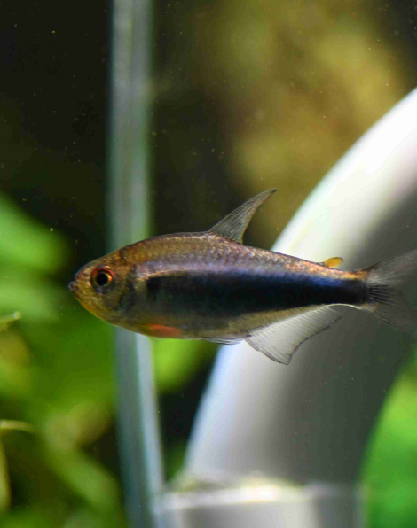 Hyphessobrycon sp . Red blue Peru Tetra