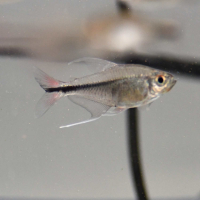 Phoenix Tetra (Hemigrammus filamentosus)