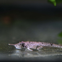 Pinocchio Whiptail Catfish (Hemiodontichthys acipenserinus)