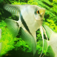 Blue Pinoy Ghost Angelfish Large