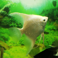 Platinum Pearlscale Angelfish Large