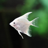 Platinum Angelfish - Medium