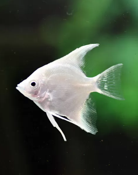 Medium Angelfish Platinum Angelfish - Medium | AngelFins