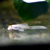 Snow White Bristlenose Pleco - Longfin