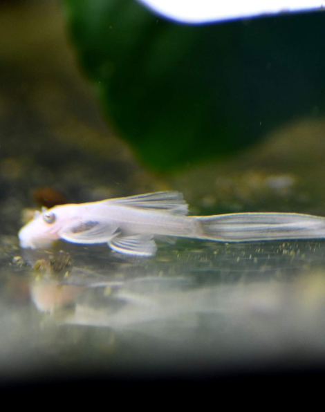 Snow White Bristlenose Pleco - Longfin