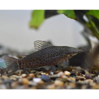 Porthole catfish (Dianema longibarbis)