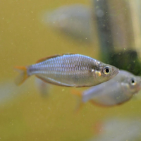 Dwarf Neon Rainbowfish (Melanotaenia praecox)