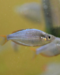 Dwarf Neon Rainbowfish (Melanotaenia praecox)
