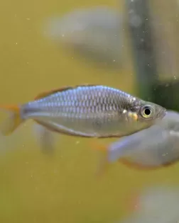 Dwarf Neon Rainbowfish (Melanotaenia praecox)