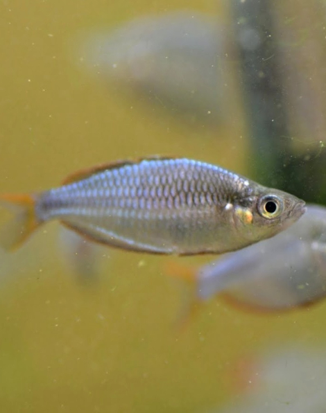 Dwarf Neon Rainbowfish (Melanotaenia praecox)