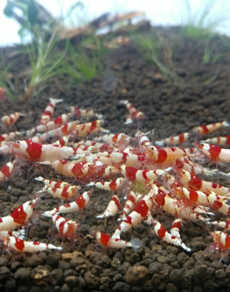 Pure Red Line (PRL) Shrimp
