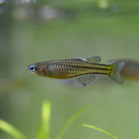 Spotted Blue-eye Rainbowfish (Pseudomugil gertrudae)