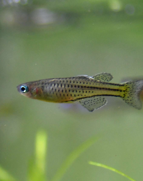 Spotted Blue-eye Rainbowfish (Pseudomugil gertrudae)
