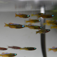 Pseudomugil paskai