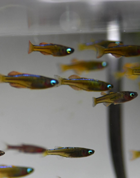 Pseudomugil paskai