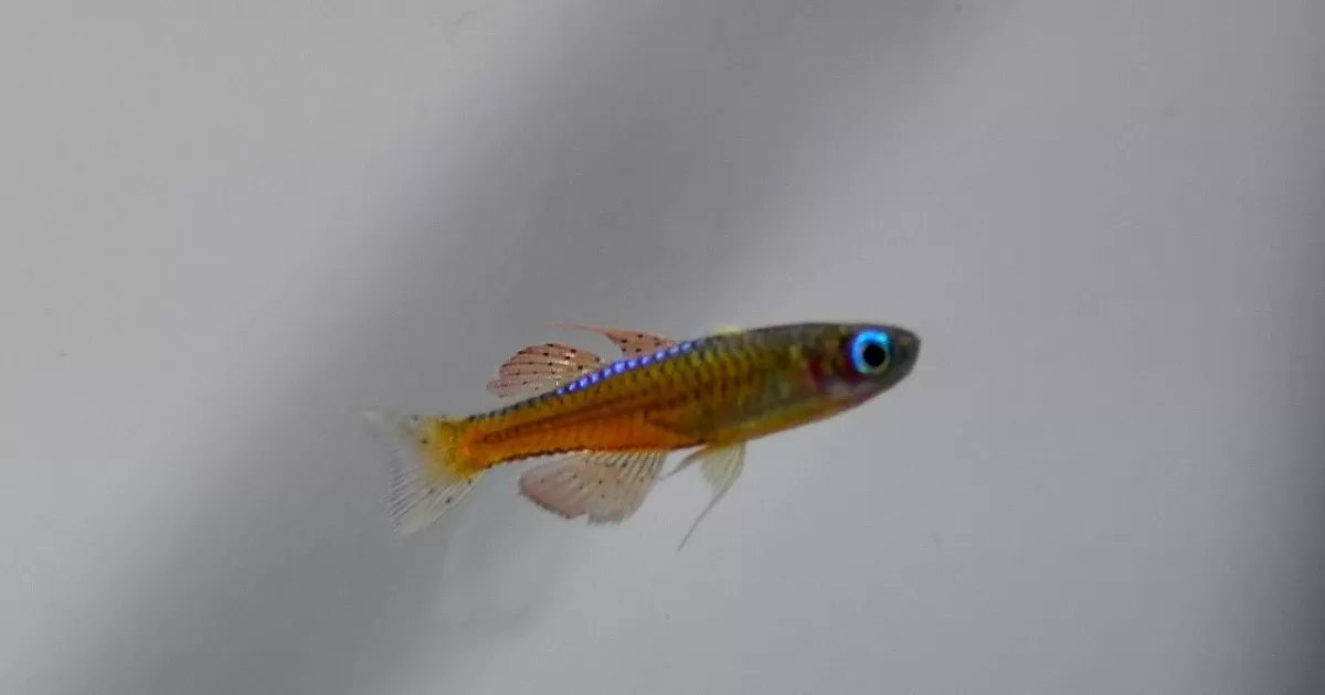 Red Neon Blue-Eye Rainbowfish (Pseudomugil luminatus) | AngelFins