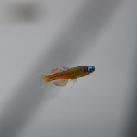 Red Neon Blue-Eye Rainbowfish (Pseudomugil luminatus)