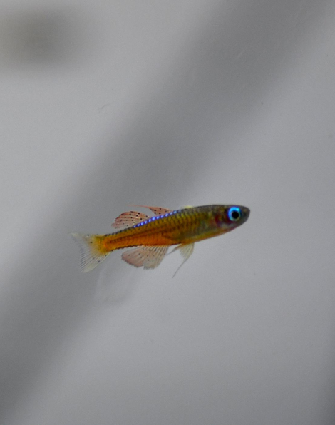 Red Neon Blue-Eye Rainbowfish (Pseudomugil luminatus)