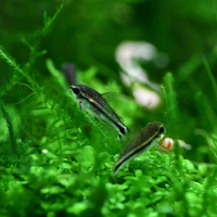Corydoras pygmaeus