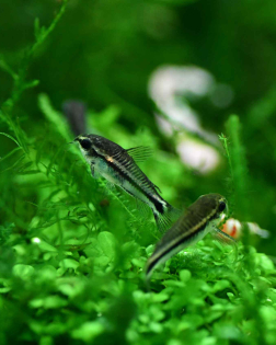 Corydoras pygmaeus