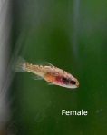 Pygmy Sunfish (Elassoma evergladei) - trio