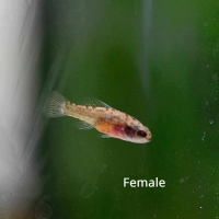 Pygmy Sunfish (Elassoma evergladei) - trio