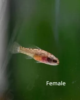 Pygmy Sunfish (Elassoma evergladei) - pair
