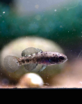 Pygmy Sunfish (Elassoma evergladei) - trio